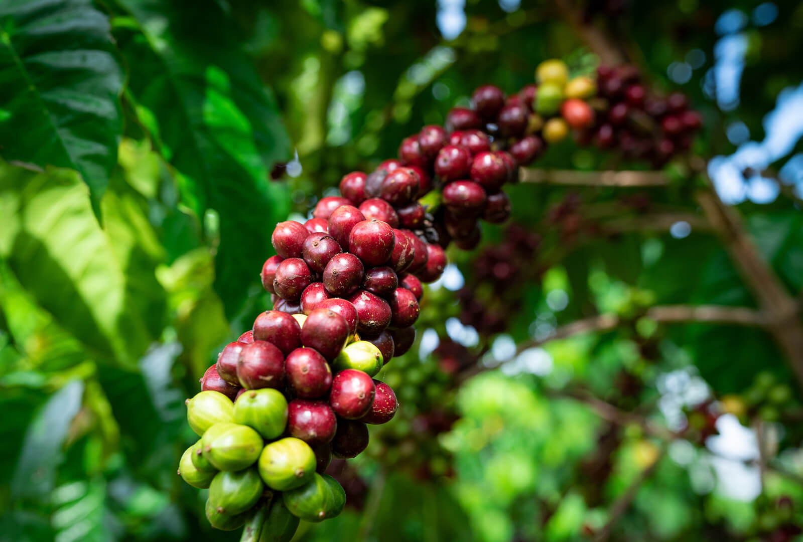 rocket roaster | Kaffeebohnenbaum